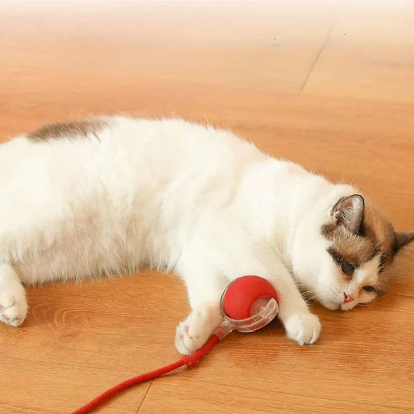 Interactive Cat Toy