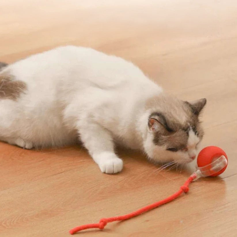 Interactive Cat Toy