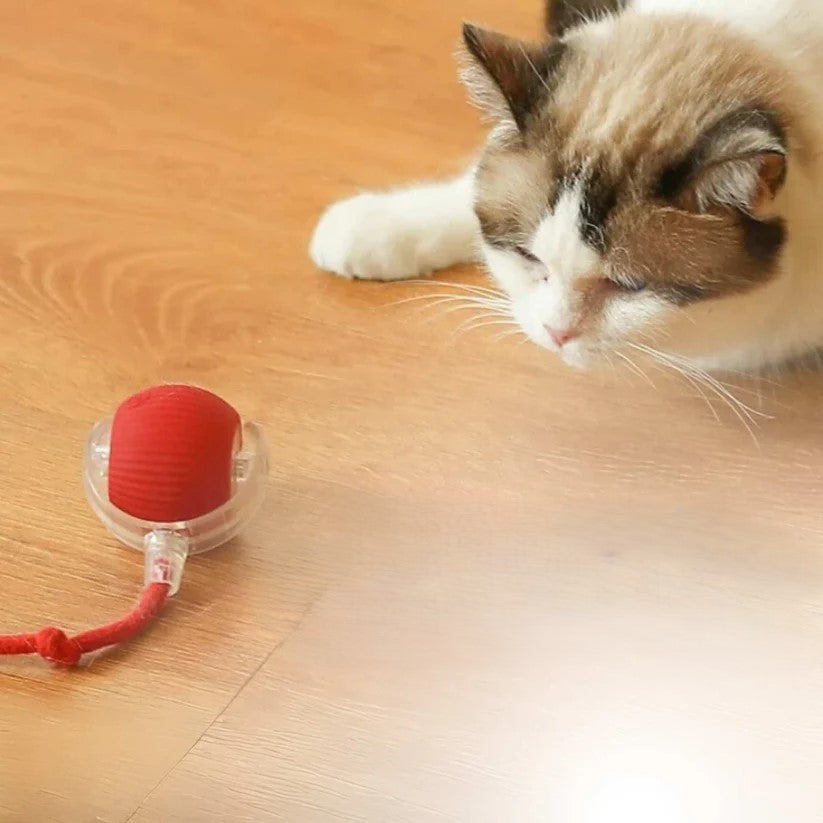 Interactive Cat Toy